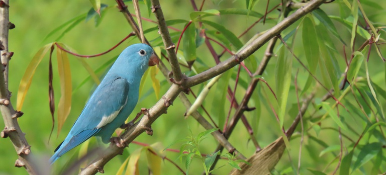 Um registro fotográfico feito por uma servidora do Instituto Brasileiro do Meio Ambiente e dos Recursos Naturais Renováveis (Ibama)
