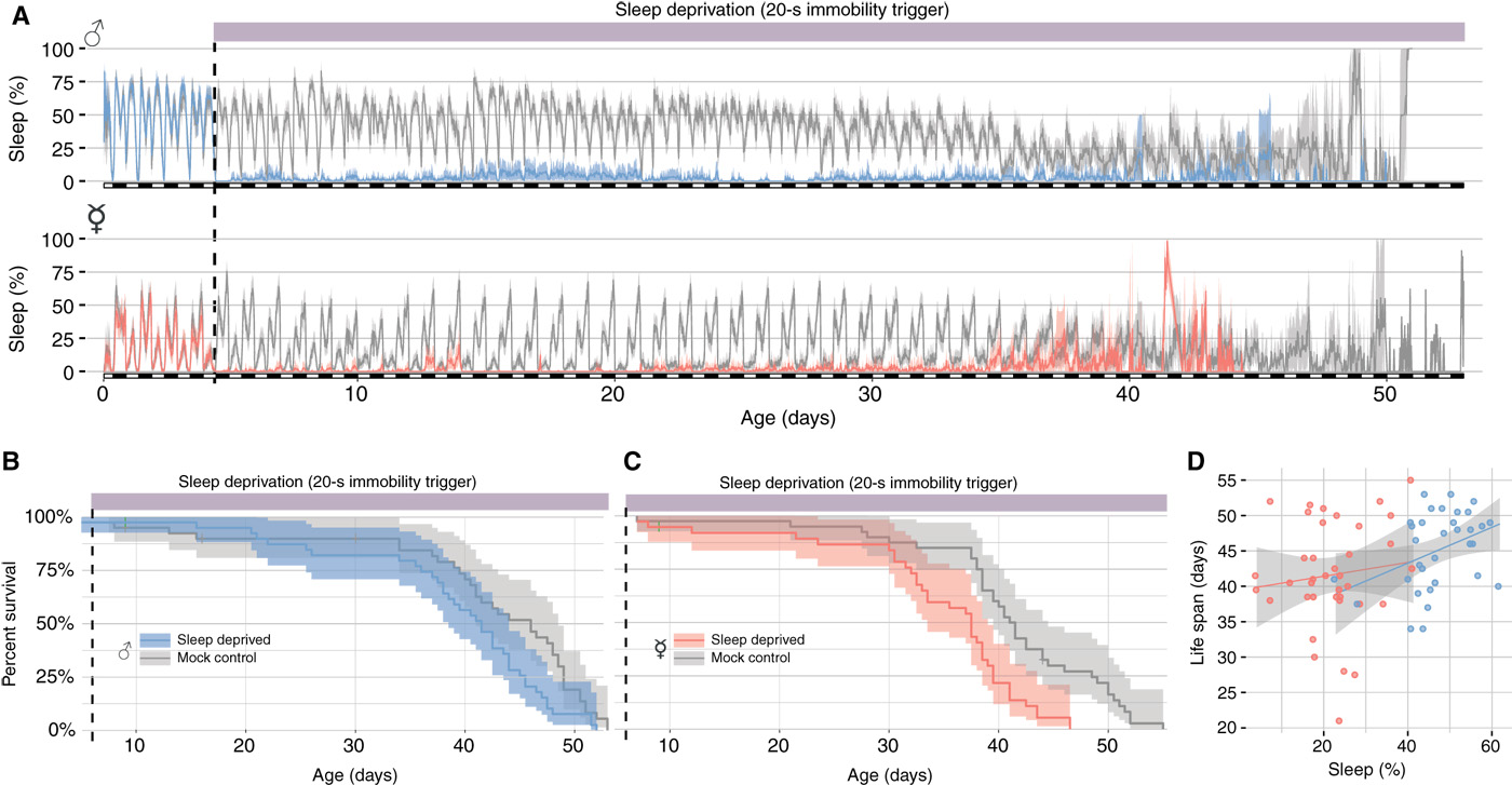 (A) Restrição vitalícia de sono em moscas CantonS machos (topo) ou fêmeas (baixo) sob privação mecânica (gatilho: 20s de inatividade).(B) Sobrevivência de machos (ciano) e (C) fêmeas (rosa) privados de sono vs. controles (cinza). O ruído dos dados aumenta com a redução da amostra. $n = 38-40$ por grupo.(D) Regressão linear entre quantidade de sono (x) e longevidade (y) em moscas não perturbadas (mesmo grupo cinza de A e B).