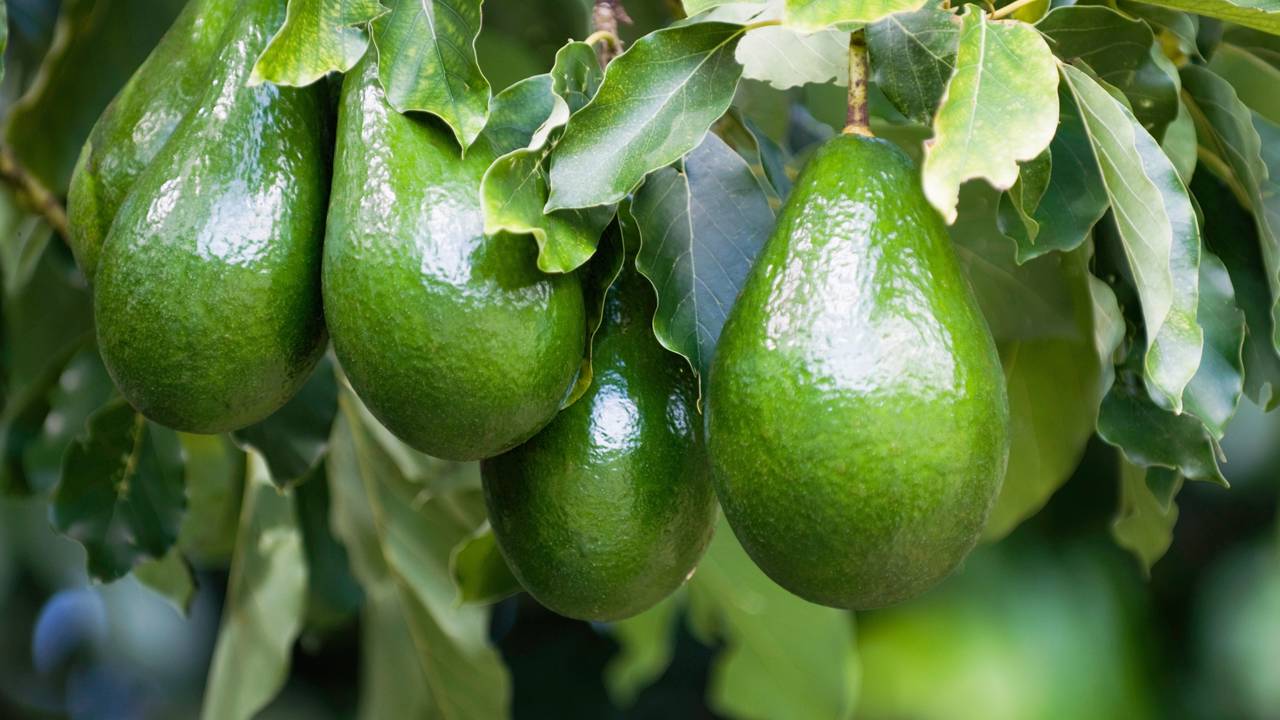 Uma vida equilibrada exige colher o que há de melhor na natureza. Saiba como os cuidados de abril transformam sua rotina no quintal e protegem a saúde da família.