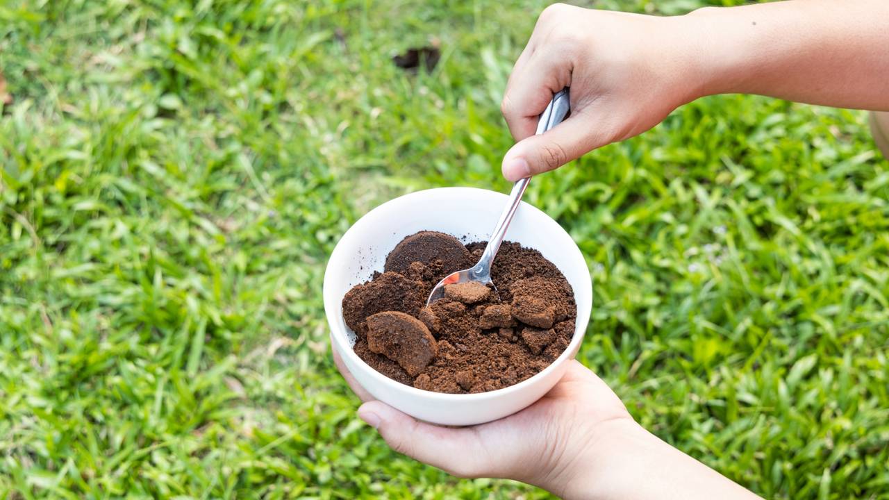 Não joga fora! A borra de café é o melhor amigo do seu gramado. Te mostro como espalhar esse adubo natural pra ter um tapete verde vibrante rapidinho.