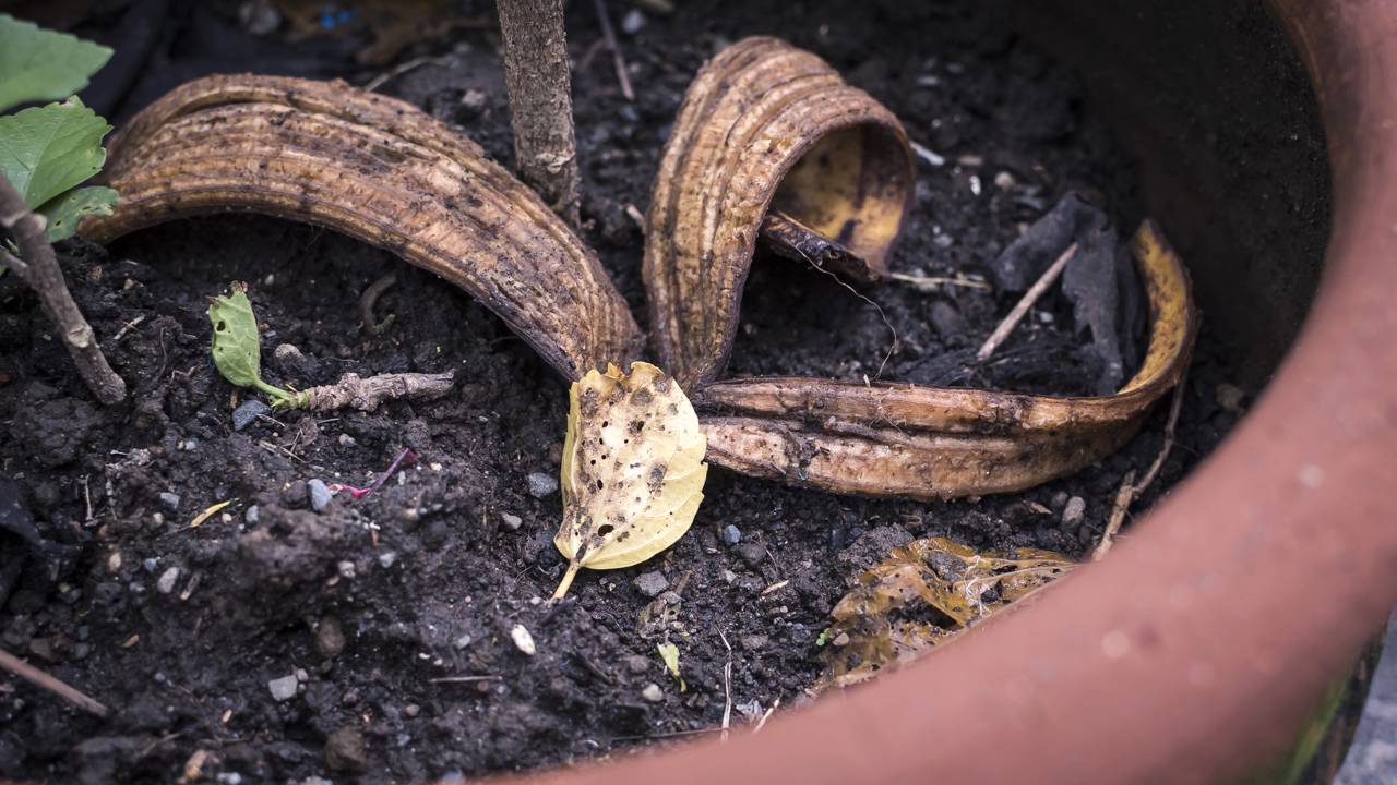 Casca de banana pode fortalecer plantas e melhorar a floração. Saiba como usar esse adubo caseiro de forma segura no dia a dia.