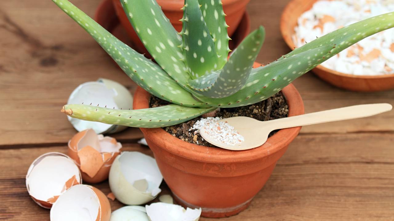 Pare de comprar calcário! Use a casca de ovo para equilibrar a acidez dos seus vasos de forma gratuita.