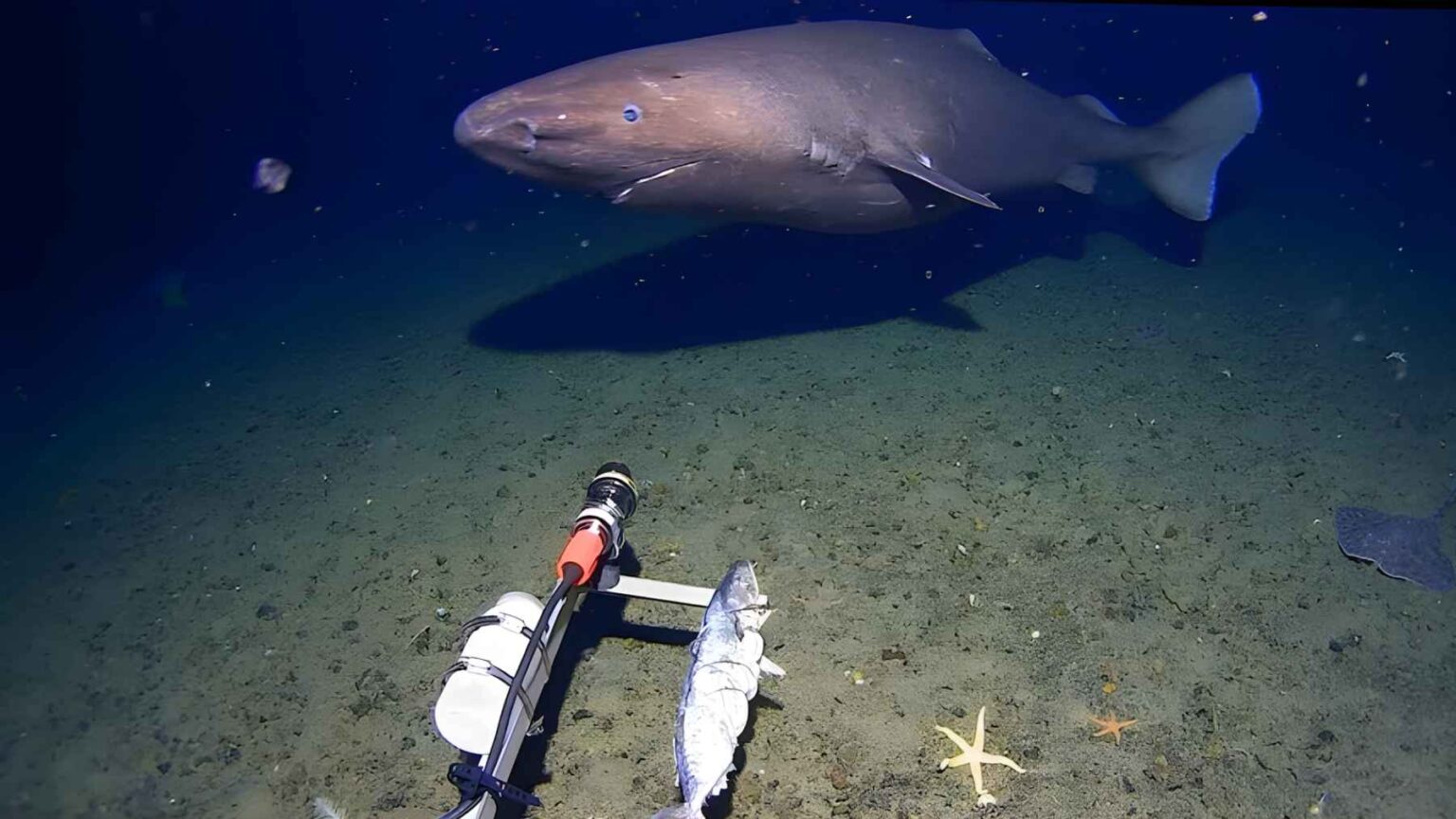Uma câmera de águas profundas baixada no Oceano Austral da Antártida capturou um tubarão em águas antárticas pela primeira vez em vídeo.