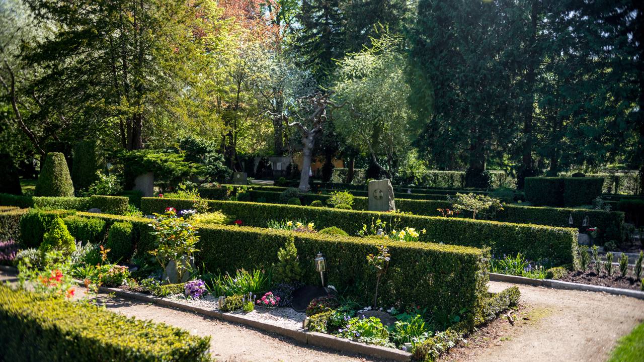 Essas plantas para jardim ajudam a substituir muros e deixam o ambiente mais fresco. Saiba como escolher e cuidar da sua cerca viva.