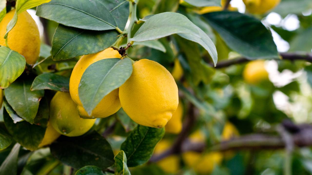 Recupere seu limoeiro em poucos dias: aprenda a preparar a calda de alho e detergente que desobstrui as folhas e protege a floração no seu lar sofisticado.