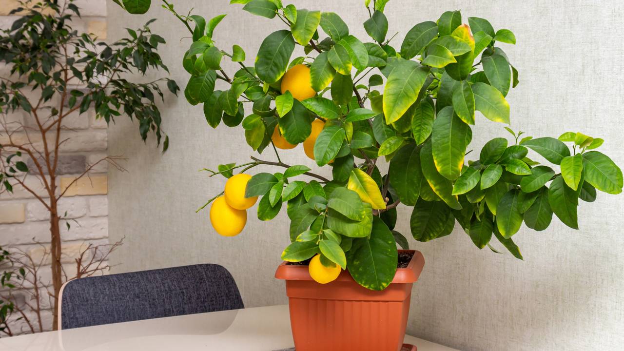 Limões orgânicos na sua mão. Aprenda a criar um substrato rico e potente para frutíferas em vasos.