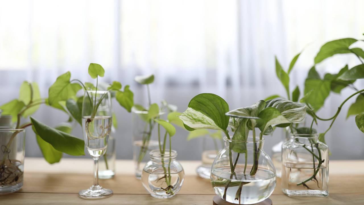 Uma vida equilibrada exige contato com a natureza sem estresse. Saiba como o jardim sem terra transforma sua rotina e protege o bem-estar e o ar da sua família.