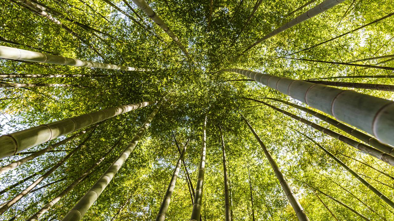 Bambu e Feng Shui: descubra como posicionar essa planta para atrair proteção e equilíbrio para a sua fachada.