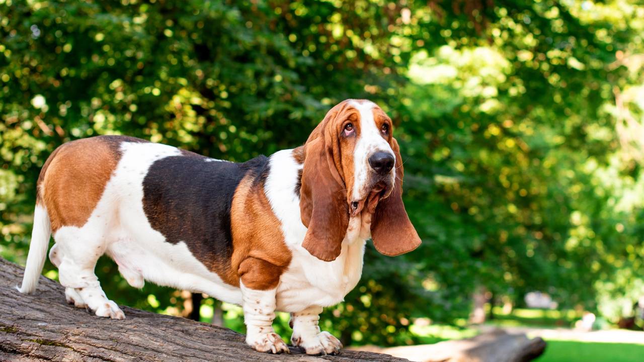 As cinco raças de cachorros mais calmas para se ter em casa