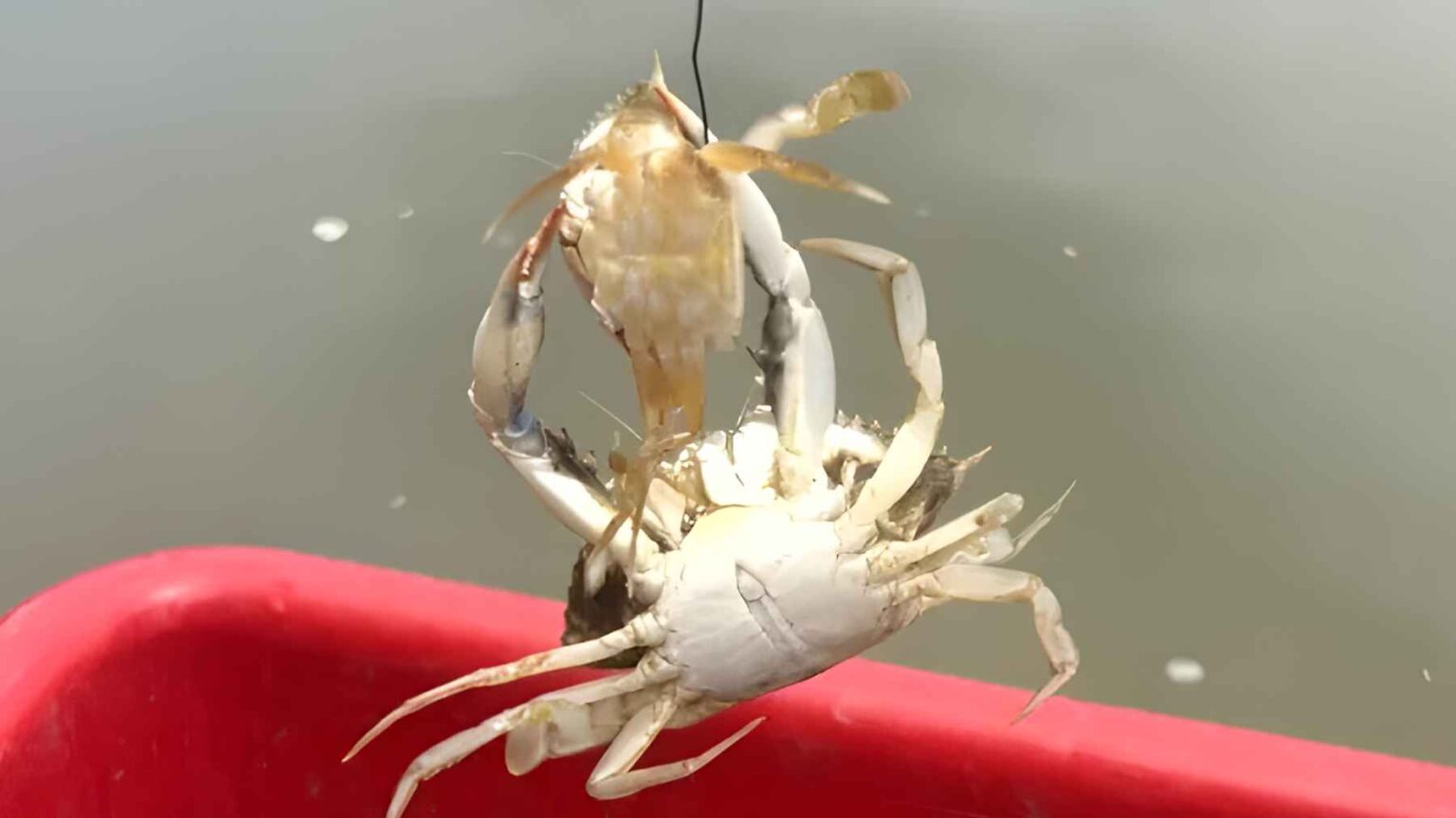 Águas rasas da margem oferecem um refúgio crítico para jovens caranguejos-azuis, onde as taxas de sobrevivência melhoram apesar do canibalismo intenso