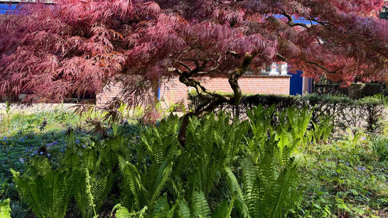 O bordo japonês virou tendência por sua beleza e fácil adaptação. Saiba como cuidar e aproveitar essa árvore no seu dia a dia.