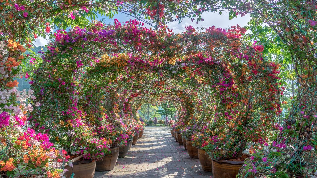 Por que as trepadeiras sobem? A ciência das gavinhas e como direcionar o crescimento para um visual impecável.