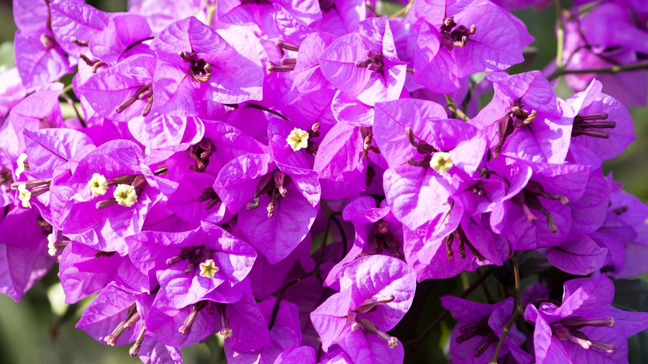 : Flor ou Folha? Saiba por que o excesso de sombra impede sua buganvília de florescer