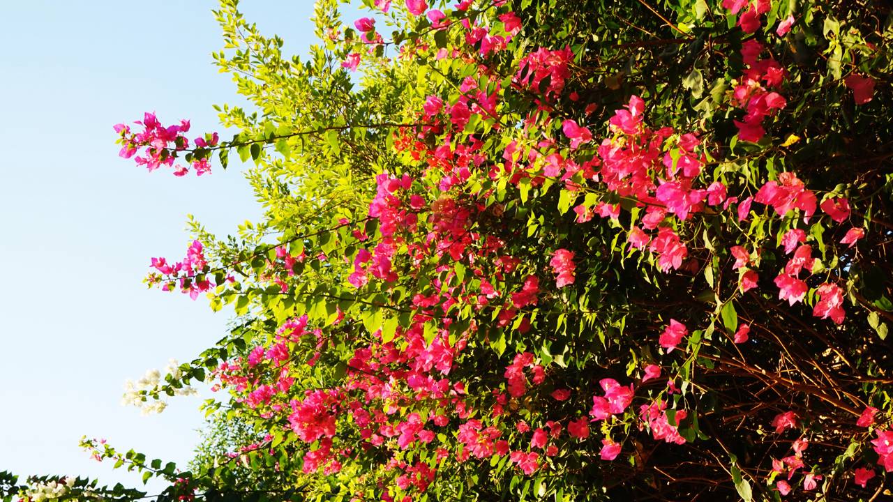 Ter uma trepadeira em vaso pode deixar seu espaço mais bonito e leve. Saiba como cuidar e aproveitar essa planta no dia a dia.
