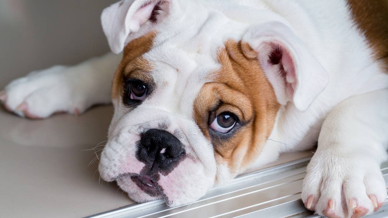 As cinco raças de cachorros mais calmas para se ter em casa