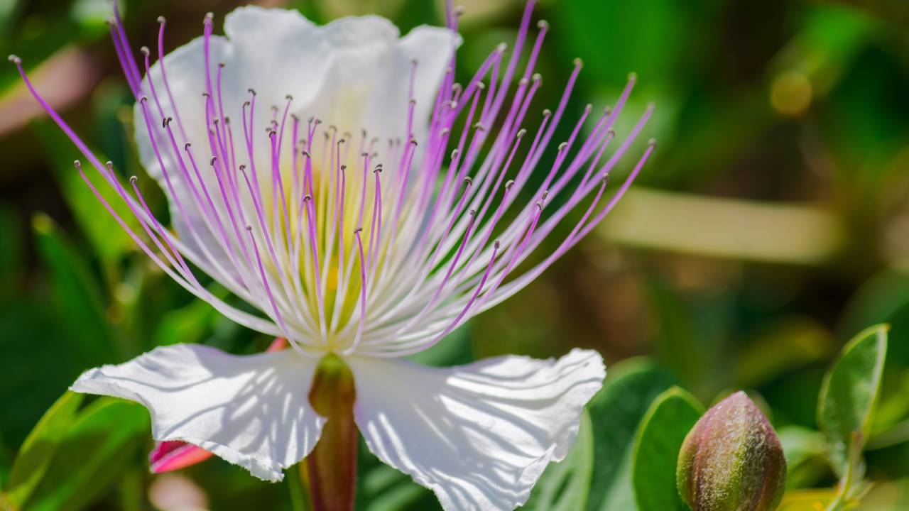 Uma vida equilibrada exige conexão entre o que plantamos e o que comemos. Saiba como a Flor de Alcaparra transforma sua rotina e protege o bem-estar da sua família.