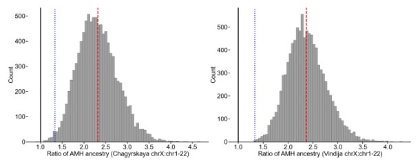 Razão da proporção de introgressões de HMA (Humanos Modernos Anatomicamente) nos cromossomos X de Neandertais em relação à introgressão de HMA nos Neandertais de Chagyrskaya e Vindija. Através da reamostragem de introgressões de HMA de 300 janelas autossômicas de 10 Mb e 16 janelas do cromossomo X, geramos 10.000 pseudorrápicas de genomas neandertais com introgressão. A linha tracejada vermelha indica a razão observada no genoma neandertal real. A seleção contra o fluxo gênico no cromossomo X preveria um valor abaixo de um (linha preta contínua). Modelos demográficos simples com viés sexual podem explicar apenas razões de até 4/3 (linha pontilhada azul).