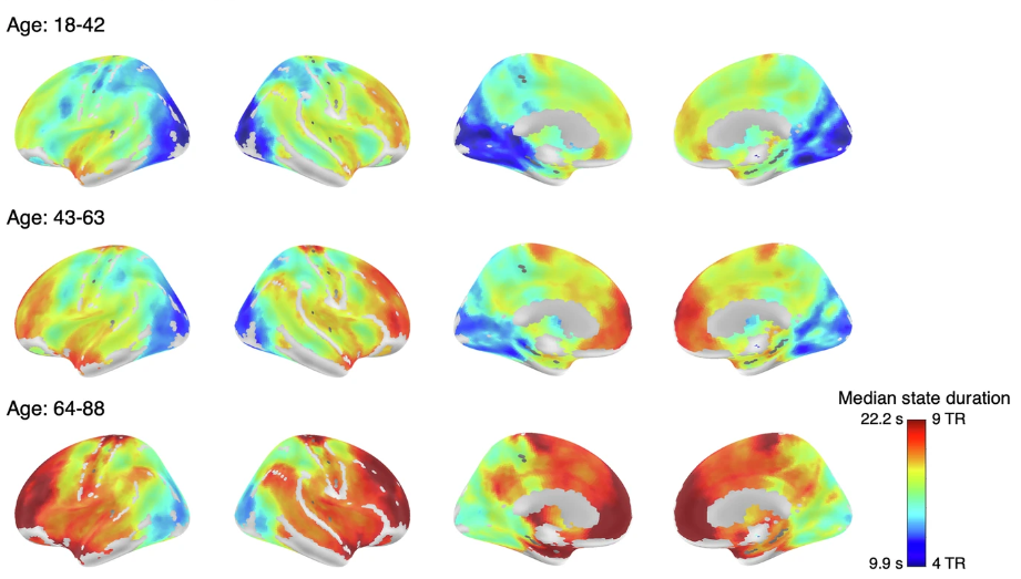 O número ótimo de estados variou muito entre as regiões, com estados mais curtos no córtex visual e estados mais longos no córtex de associação, como o giro pré-frontal medial e lateral.