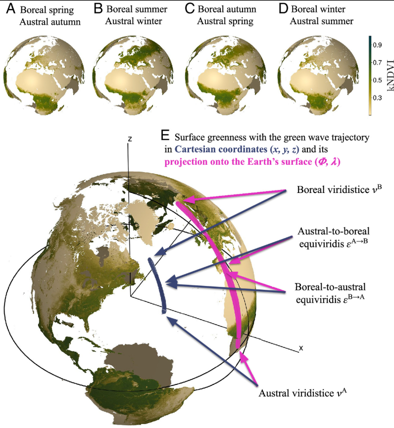 Ciclo sazonal médio de um índice de vegetação observado do espaço e trajetória derivada do centroide. Os painéis superiores mostram a “onda verde” em estágios correspondentes aos equinócios boreais de primavera/outono de 2023 e aos solstícios boreais de verão/inverno em (A) 20 de março, (B) 21 de junho, (C) 23 de setembro e (D) 21 de dezembro, utilizando o Índice de Vegetação de Diferença Normalizada (kNDVI) derivado dos dados do Spectroradiometro de Imagem de Resolução Moderada (MODIS).