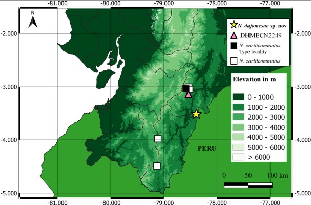 De acordo com nossos critérios operacionais, a população da Reserva Biológica El Quimi é uma espécie porque possui uma profunda divergência genética e apresenta diferenças morfológicas diagnósticas características das diferenças interespecíficas em Nymphargus (veja a seção Diagnóstico abaixo).
