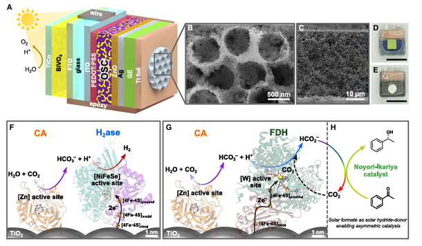 Um dispositivo movido a energia solar que funciona como uma folha feita em laboratório pode transformar dióxido de carbono em formiato, um composto químico simples que armazena energia e pode alimentar outras reações.