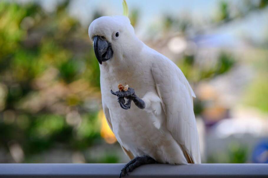 O bico da cacatua ajuda a abrir sementes duras, escavar o solo e até auxilia na locomoção entre galhos (Imagem: Cynthia A Jackson | Shutterstock)