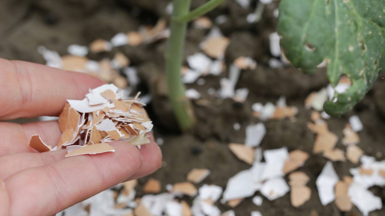 A casca de ovo virou adubo caseiro queridinho para plantas. Aprenda como usar corretamente e evitar erros no cultivo.