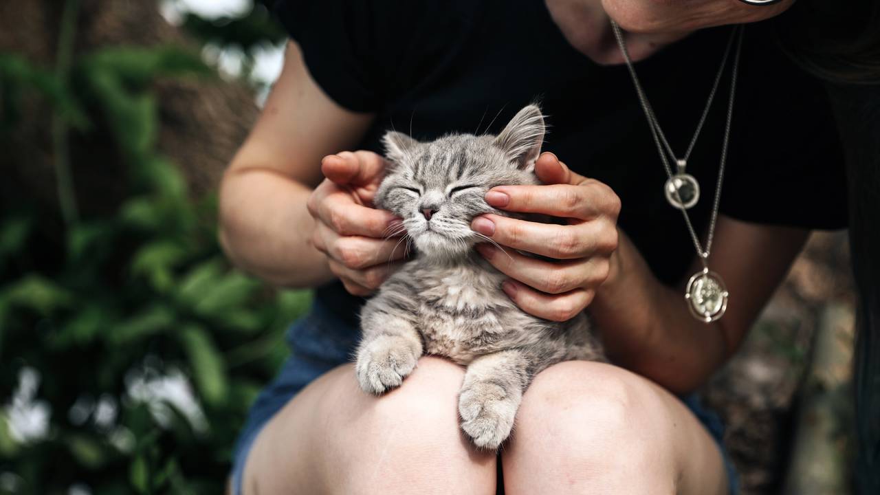 Linguagem Corporal dos Gatos