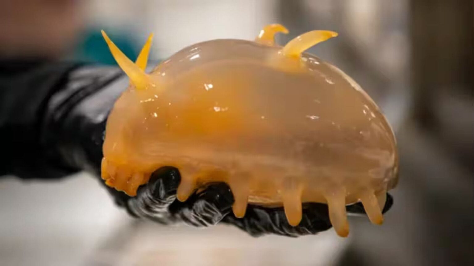 Sob o gelo da Antártica, em um dos lugares mais remotos e frios do planeta, um grupo de cientistas encontrou animais marinhos tão estranhos que muitos deles podem ser completamente novos para a ciência.