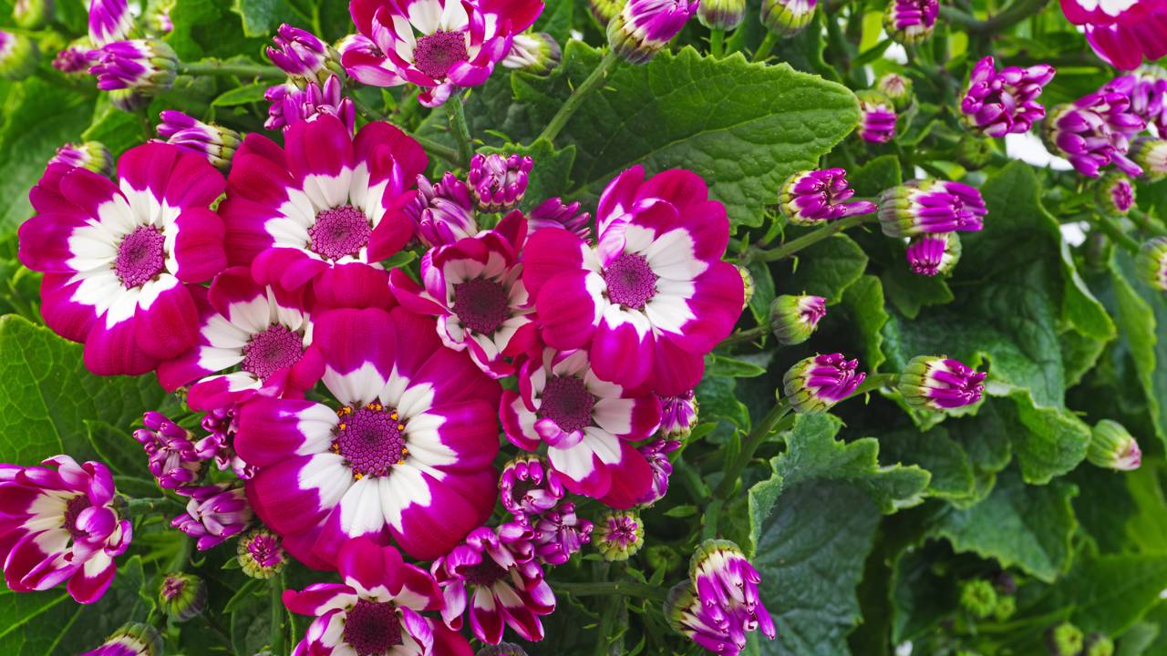 Essa planta compacta está dominando varandas e sacadas. A cinerária em jardineiras entrega cor intensa com cuidados simples que muita gente ainda ignora.