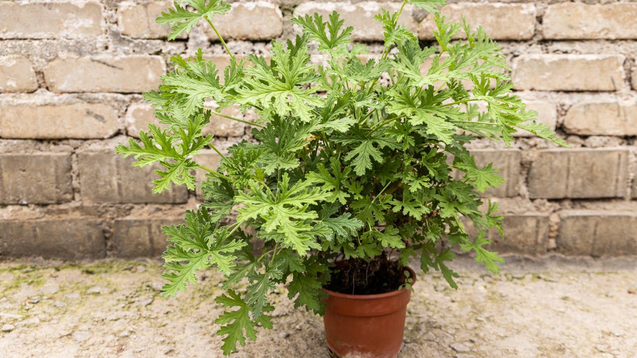 enos veneno, mais vida. Saiba por que investir em plantas repelentes é a escolha sustentável para este verão