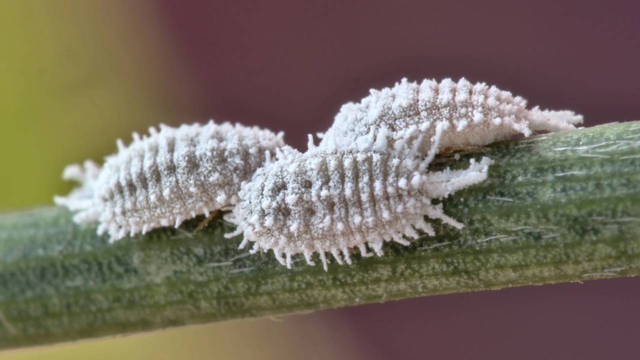 Esse inseto silencioso pode acabar com seu jardim. Veja como combater a cochonilha e manter suas plantas saudáveis por mais tempo.
