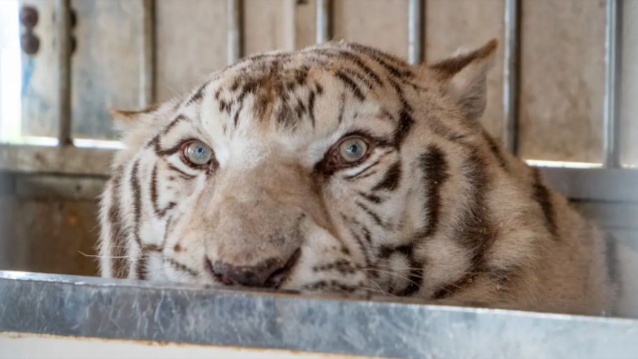 Portugal baniu animais em circos e agora foca na realocação para santuários. / Foto: (Fonte/Fundação APP)