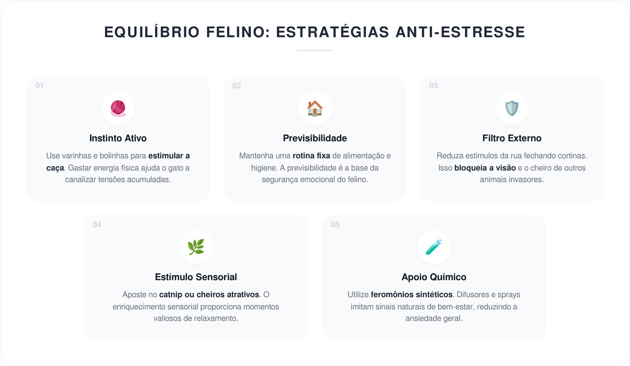 Quantos dias dura o cio de uma gata? Confira os sintomas e 5 maneiras de fazer sua gata parar de miar a noite toda