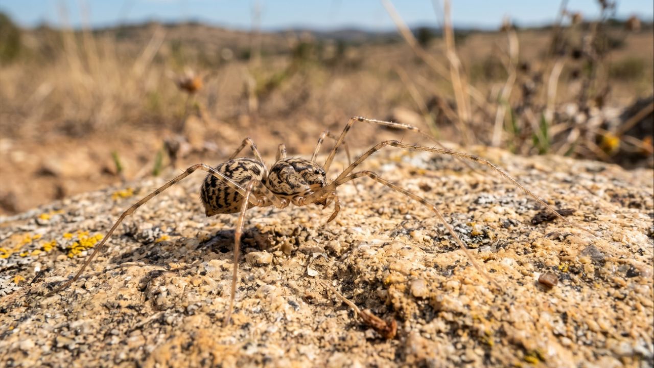 O estudo das aranhas no Alentejo utiliza sensores ambientais e análise laboratorial minuciosa para identificar espécies com base na anatomia e habitat.