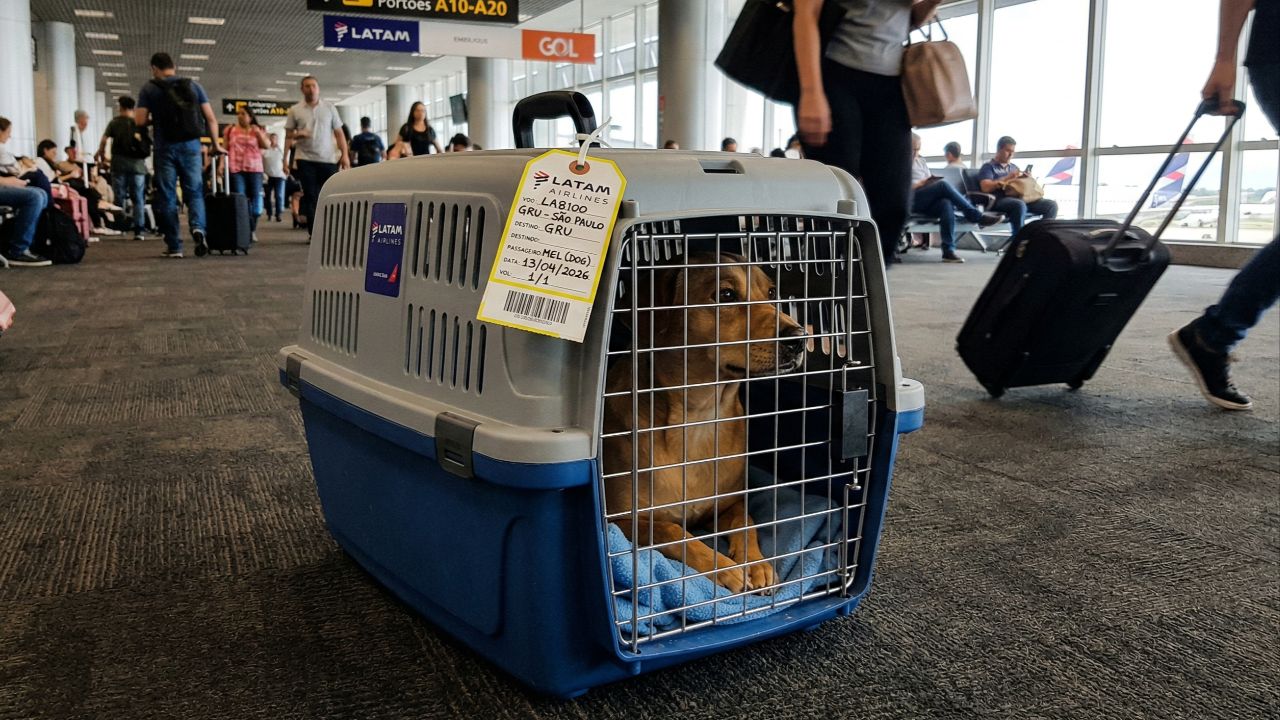 Viajar com pets exige planejamento e segurança.