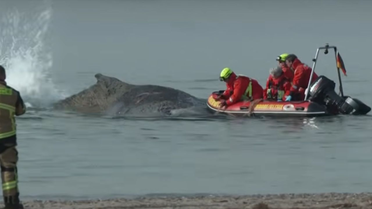 Especialistas coordenaram um resgate estratégico com canais e suportes para devolver a baleia ao mar com segurança. Créditos: (Youtube/@euronewspt)