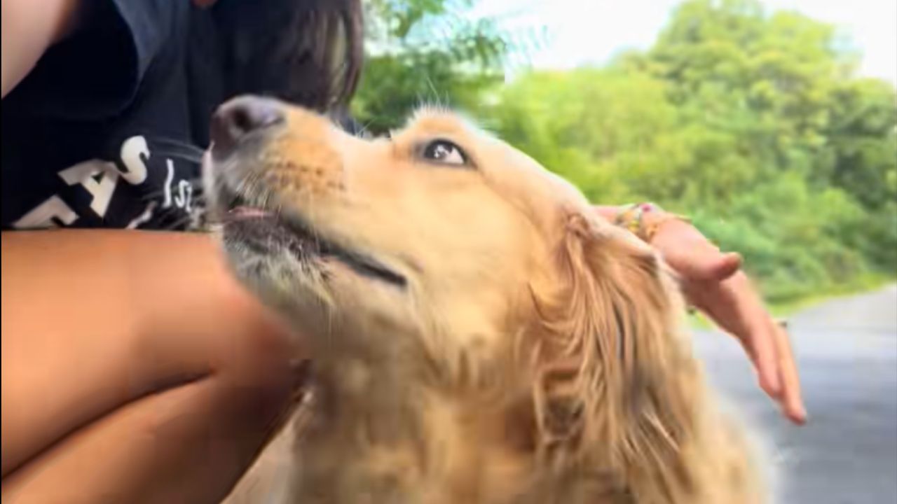 A alegria no reencontro revela a saudade canina. Créditos: (Tiktok/@elizabethverboys)