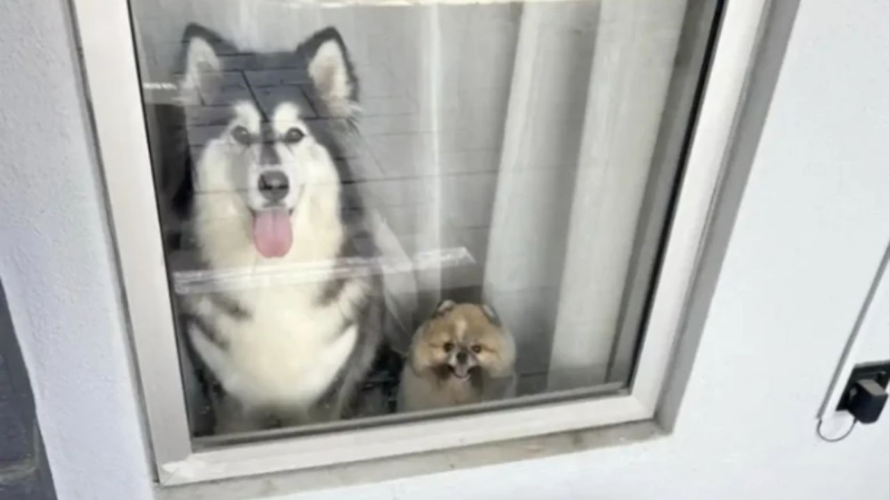 Cães no trajeto reduzem o estresse e criam vínculos. Créditos: (Tiktok/@maru.bear)