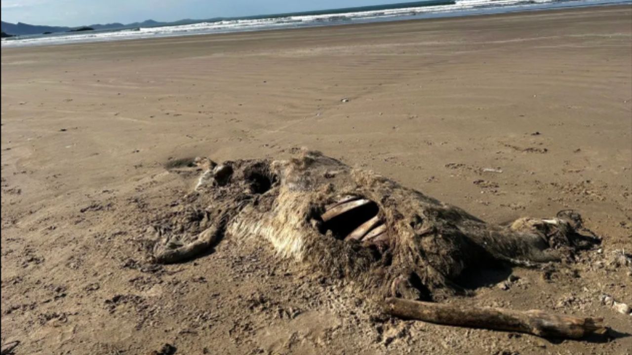 Os restos em decomposição de um animal apareceram em Traeth Penrhos, Anglesey, após a tempestade de Páscoa Dave. /Créditos: (Foto: Daily Post Wales)