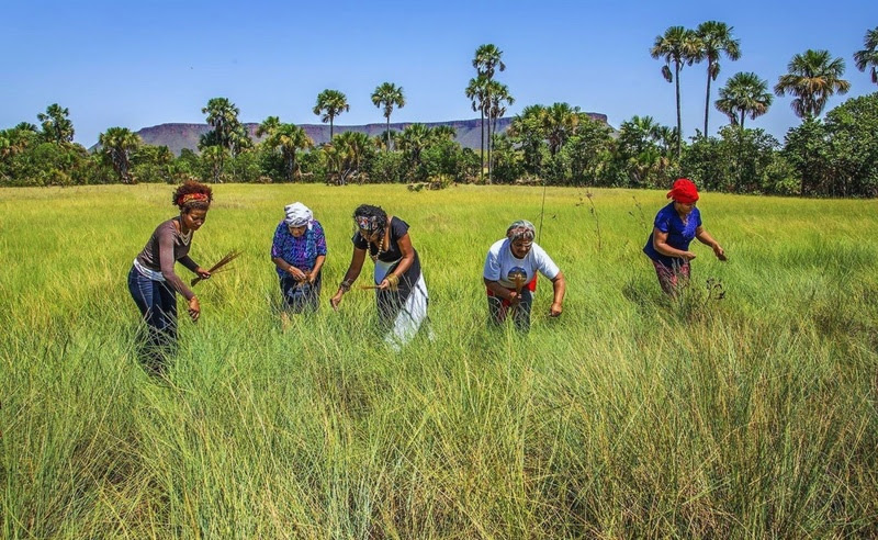 Comunidades locais mantêm vivas as tradições e a cultura da colheita do capim dourado