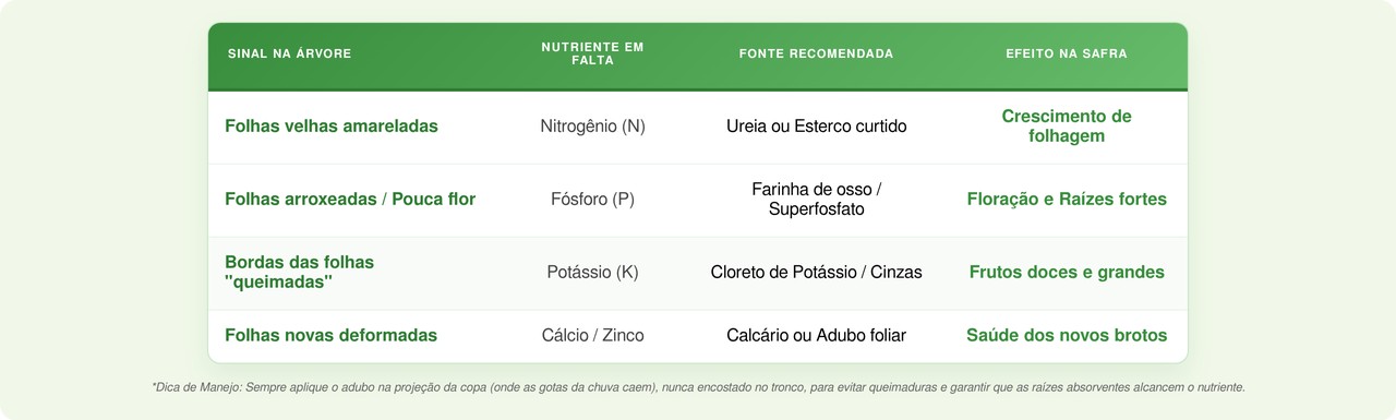 Por que as flores caem? A ciência do Boro e do Zinco na fixação dos frutos e na saúde da laranjeira.