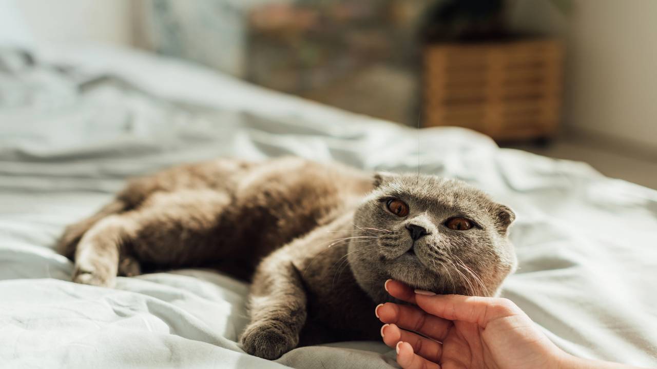 Manter gato em casa: proteja seu pet, reduza riscos de atropelamento, doenças e envenenamento, preservando a vida selvagem local
