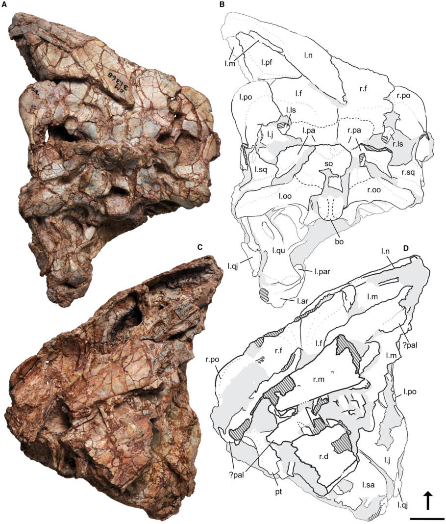 Crânio de Ptychotherates bucculentus