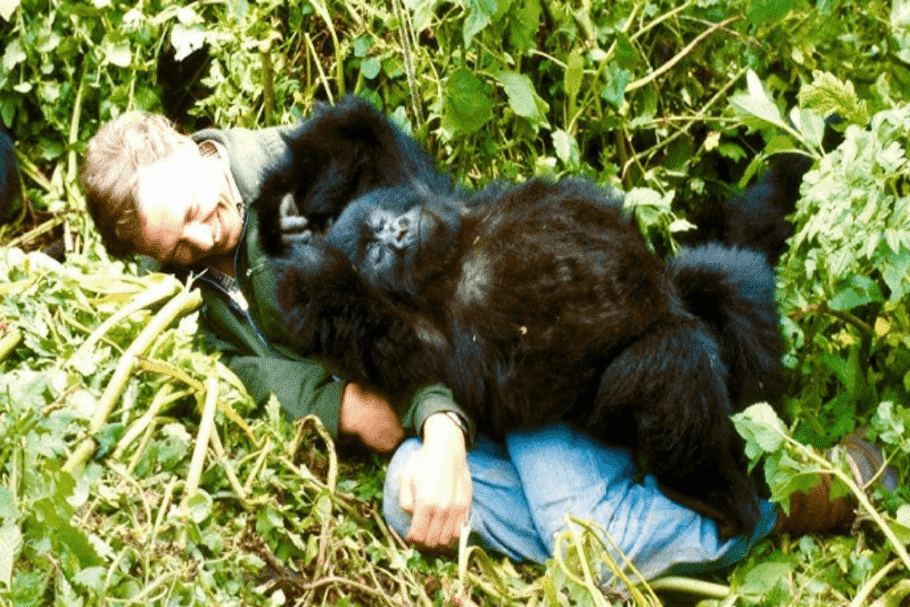 Em “A história de um Gorila com David Attenborough”, a vida do gorila Pablo revela os ciclos e desafios da natureza ao longo dos anos (Imagem: Reprodução digital | Netflix)