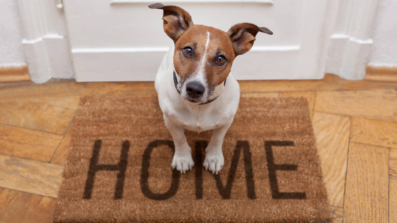 Seu cachorro não está “feliz” quando você chega em casa: o que ninguém te contou sobre a ansiedade extrema que você mesmo pode estar causando