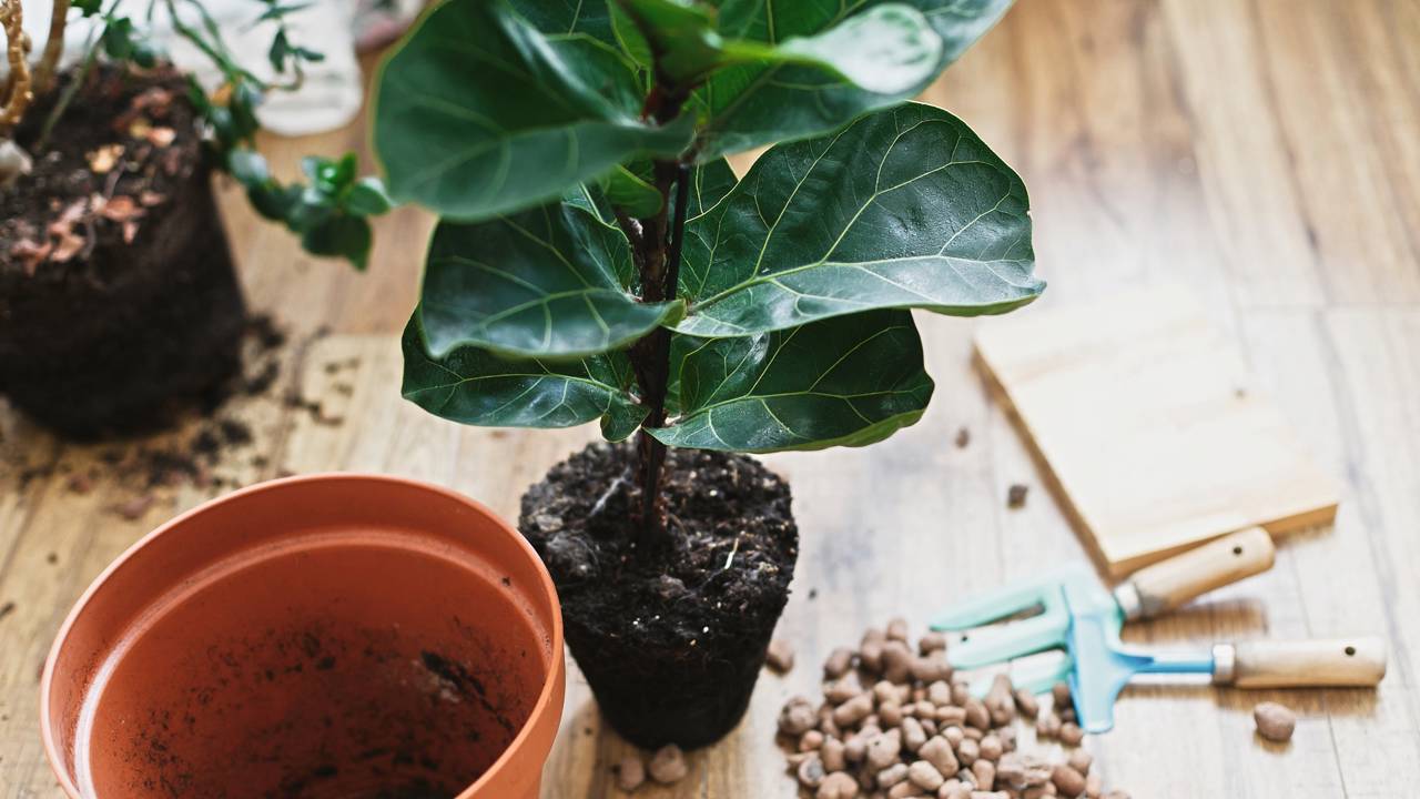 Sabia que um simples palito pode ser o melhor amigo das suas plantas? Te ensino a técnica de drenagem pra oxigenar as raízes rapidinho.
