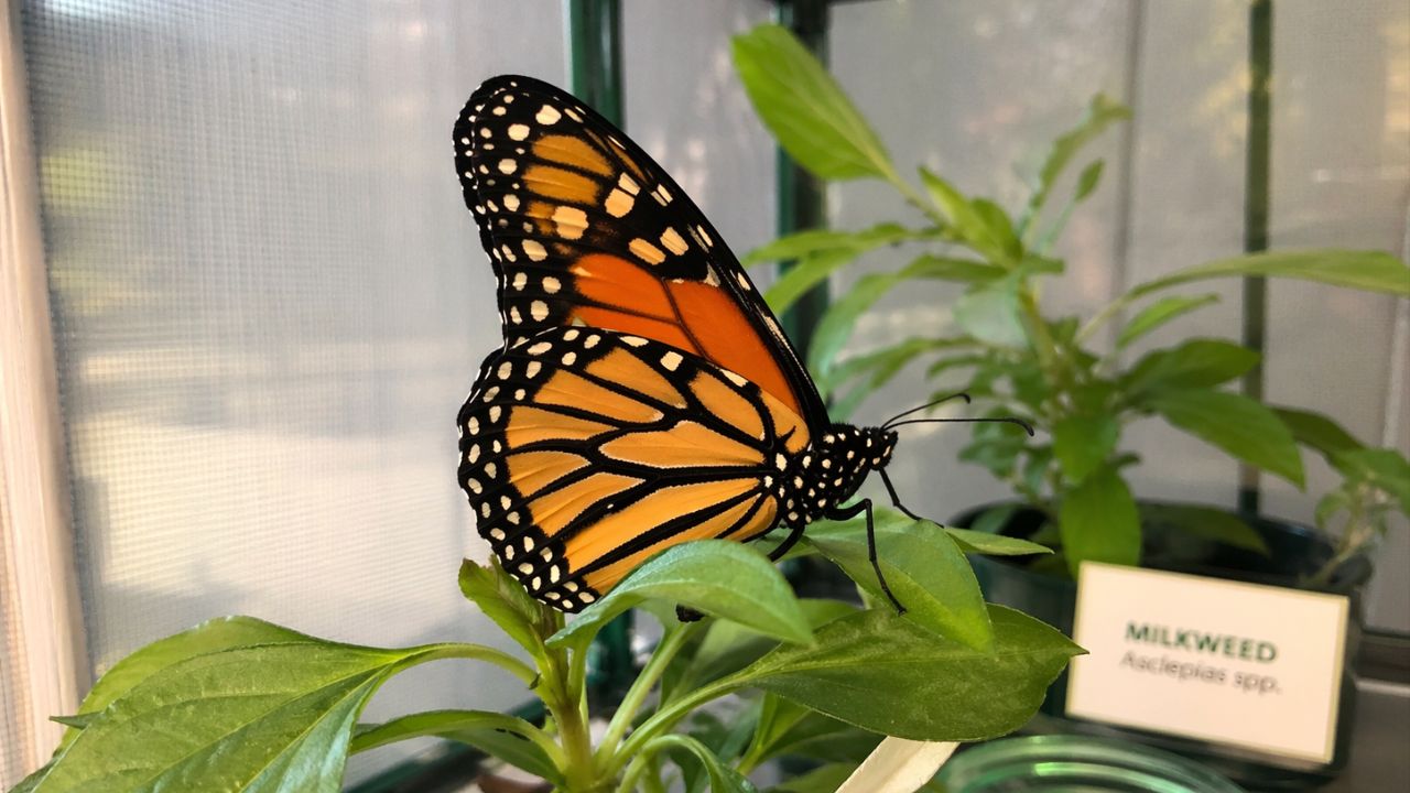 Higiene e cuidados específicos garantem a criação saudável e responsável de borboletas.