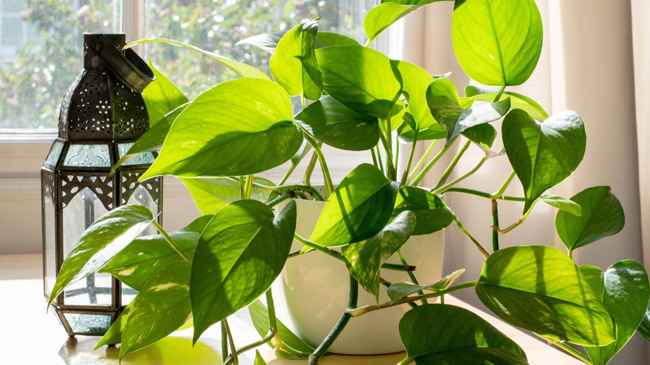 A jibóia virou tendência por ser resistente e fácil de cuidar. Saiba como usar na decoração e manter bonita por mais tempo.