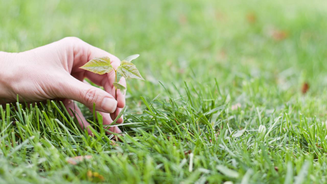 Vinagre ou Sal? Saiba quando usar cada um para não salinizar o solo das suas flores favoritas.